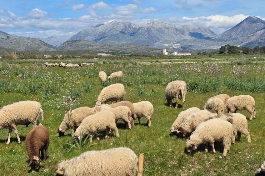 A flock of sheep grazing in a field with mountains in the background. 4