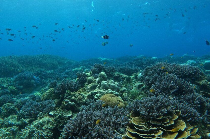 An underwater coral reef with diverse marine life and coral formations. 2