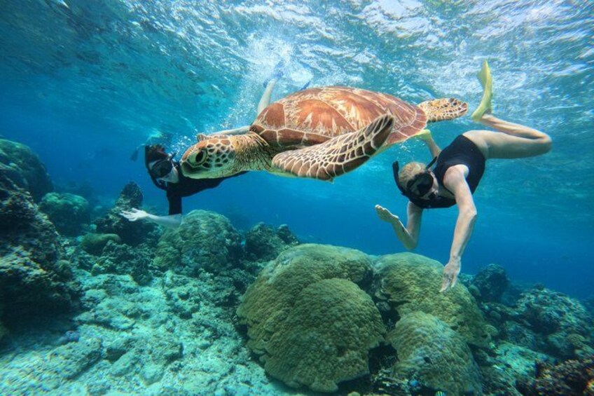 A diver swimming with a sea turtle underwater near a coral reef. 4