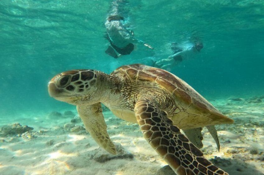 Private Gili Snorkelling Tour: Turtles & Reefs + GoPro + Drinks 2