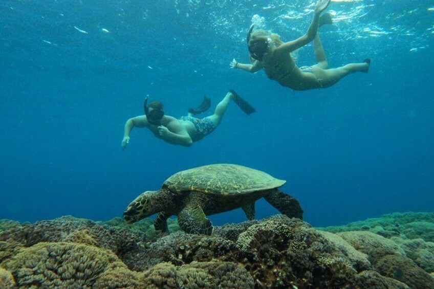 Private Gili Snorkelling Tour: Turtles & Reefs + GoPro + Drinks 2