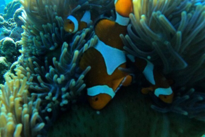 Private Gili Snorkelling Tour: Turtles & Reefs + GoPro + Drinks 2