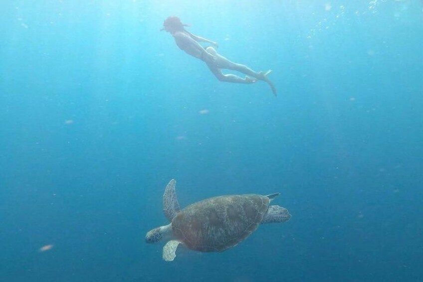 A diver and a sea turtle underwater. 2