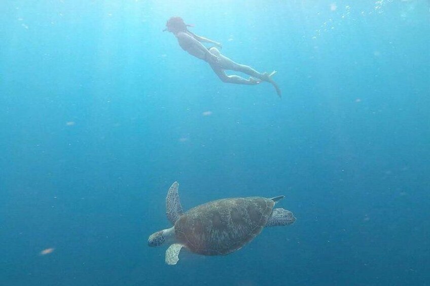 A diver and a sea turtle underwater. 4