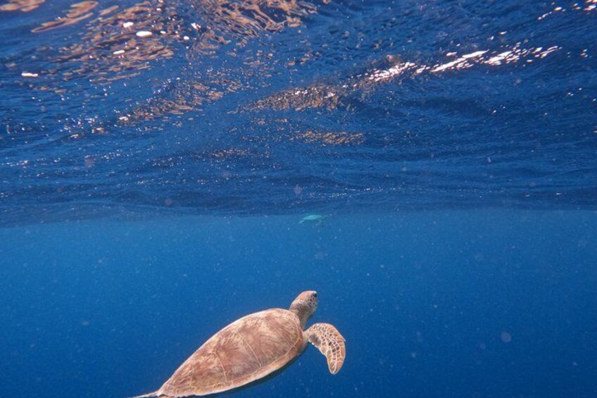 A sea turtle swimming underwater. 3