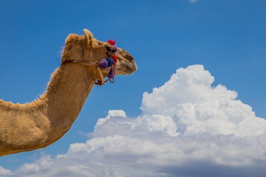A camel with a decorative headpiece against a backdrop of clouds. 5