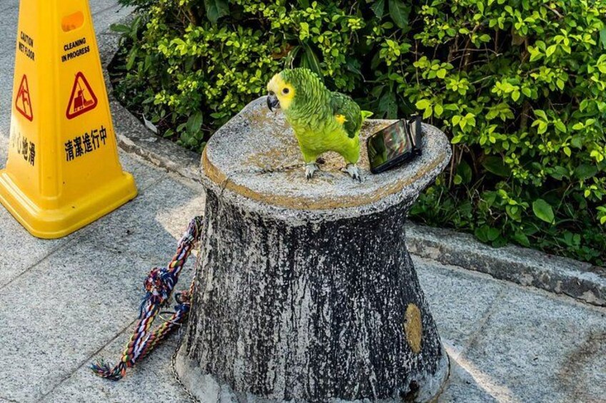 A parrot on a birdbath with a caution sign nearby. 2