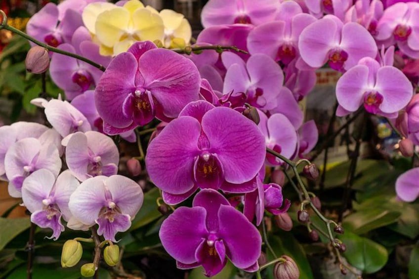 A cluster of orchids with purple and white flowers. 4
