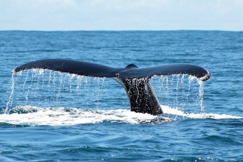 Private Shore Tour: Whale Watching Adventure in Costa Adeje 2