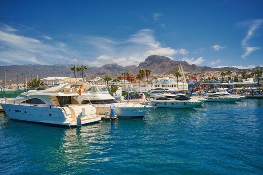 Private Shore Tour: Whale Watching Adventure in Costa Adeje 1