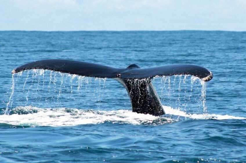 A whale tail breaching with water splashing. 2