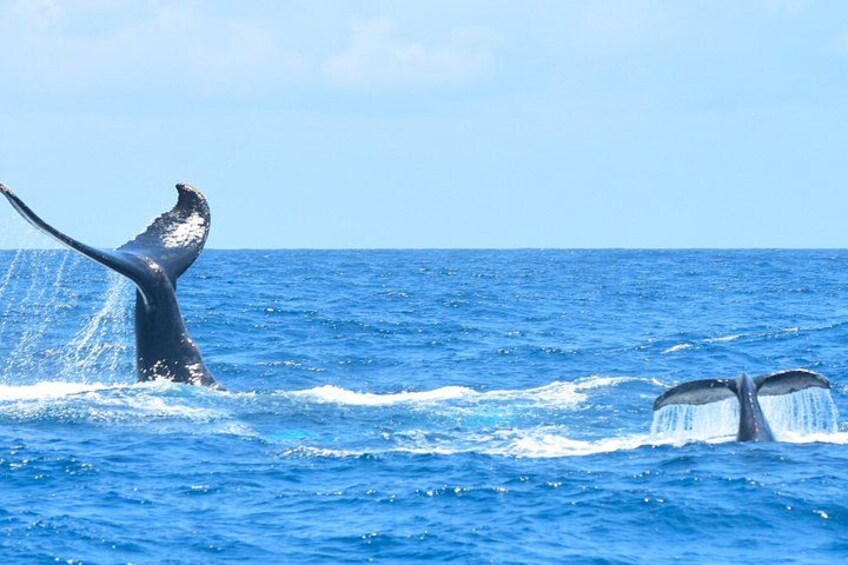 Private Shore Tour: Whale Watching Adventure in Costa Adeje 4