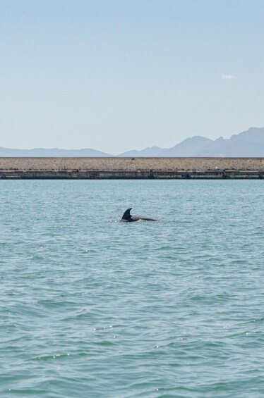 A whale swimming in the ocean with mountains in the background. 5