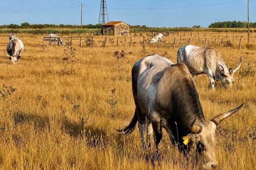 Maremma Regional Park And Guided Virtual Bike Tour 5