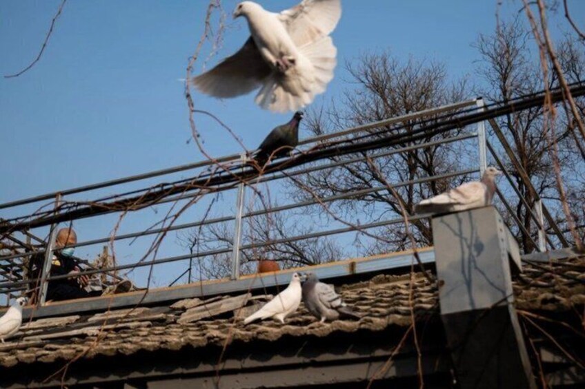 Pigeons on a rooftop with a clear blue sky in the background. 2