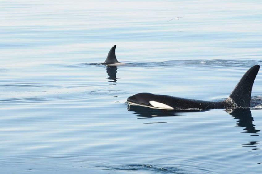 Two orcas swimming in calm water. 4