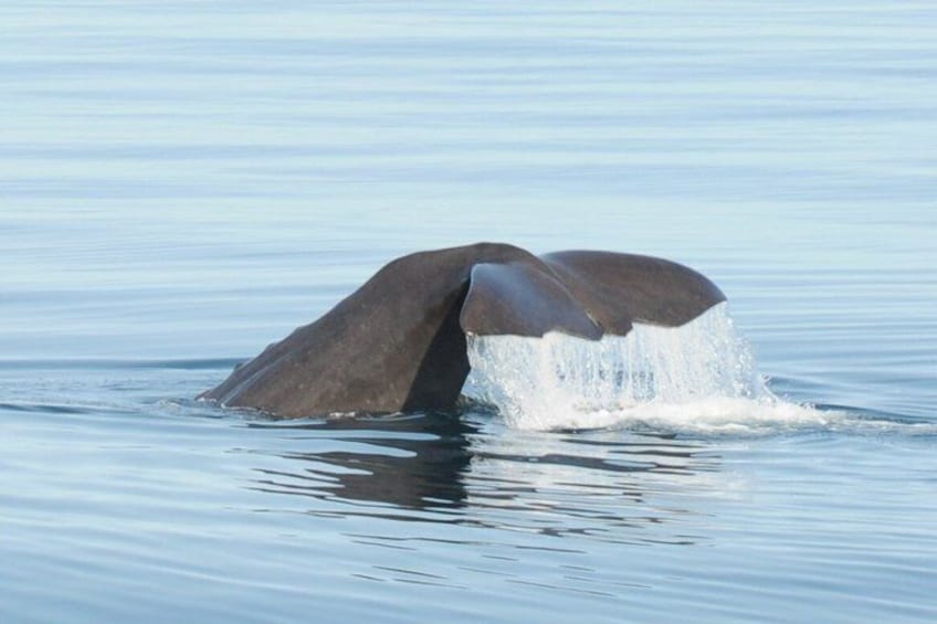 A whale's tail emerging from the water. 5