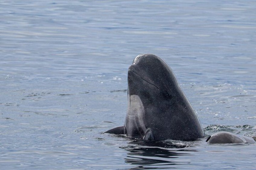 A whale breaching the water's surface. 2