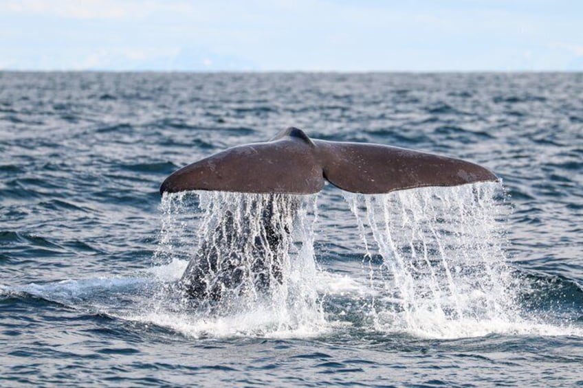 A whale's tail breaching the ocean surface. 3
