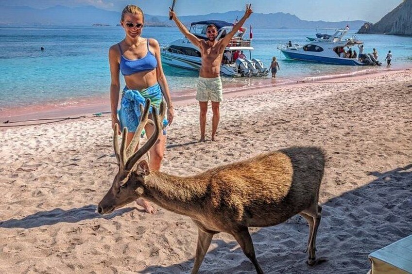 Private Komodo Speedboat Day Trip with Sunset & Beach BBQ Add-Ons 5