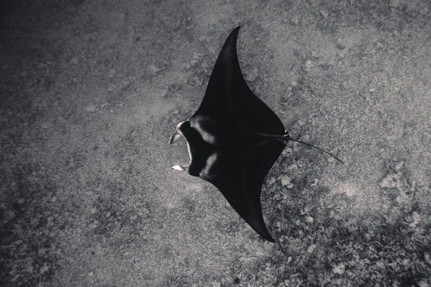 Manta Point 4