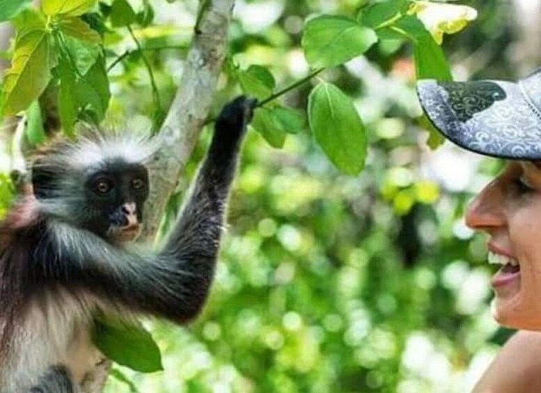 A monkey climbing a tree. 5