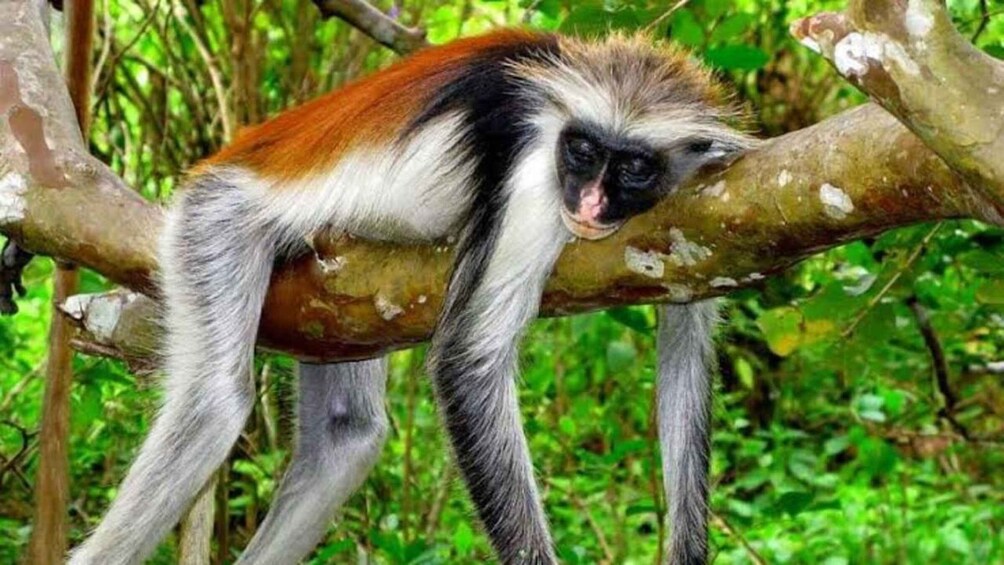 A monkey with white and brown fur clinging to a tree branch in a green forest. 3