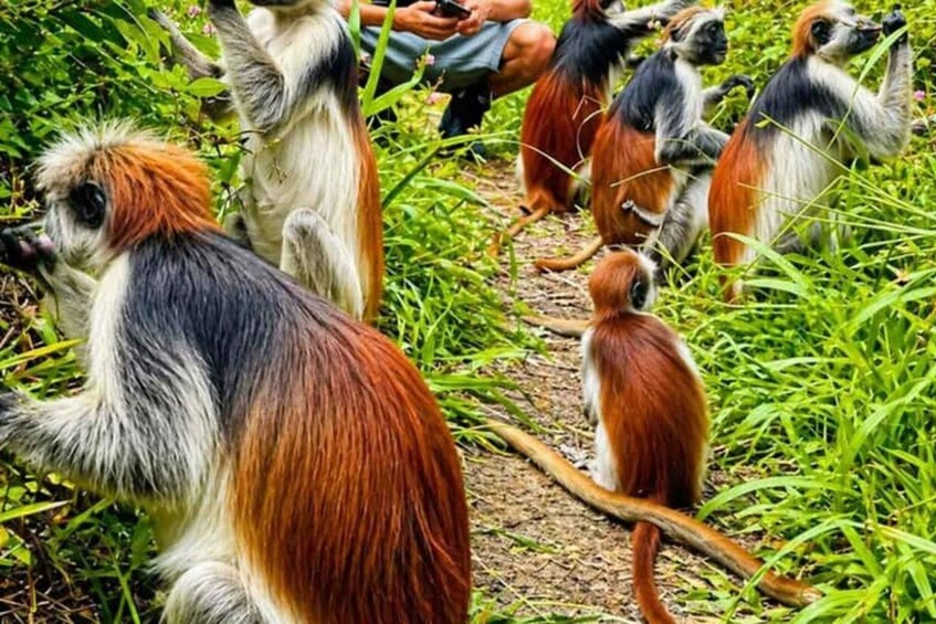 Picture 2 for Activity Zanzibar:Jozani Forest Red Colobus Monkeys & Spice Farm Tour 1
