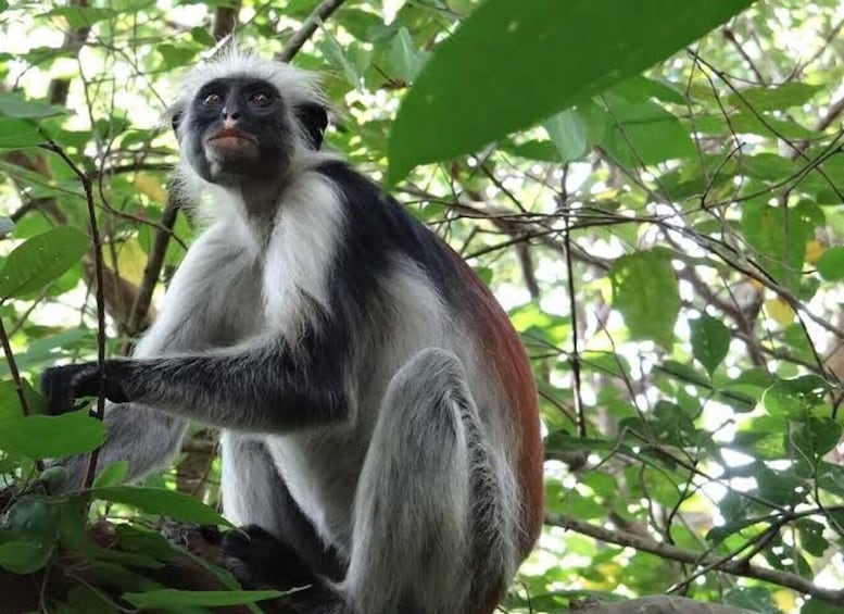 A monkey with white and black fur sitting among green foliage. 1