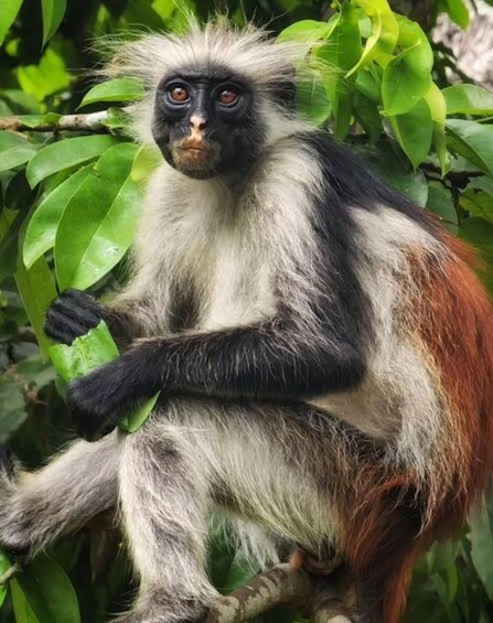 Picture 7 for Activity Zanzibar:Jozani Forest Red Colobus Monkeys & Spice Farm Tour 5