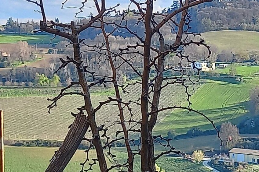 A tree in the foreground with a rural landscape in the background. 3