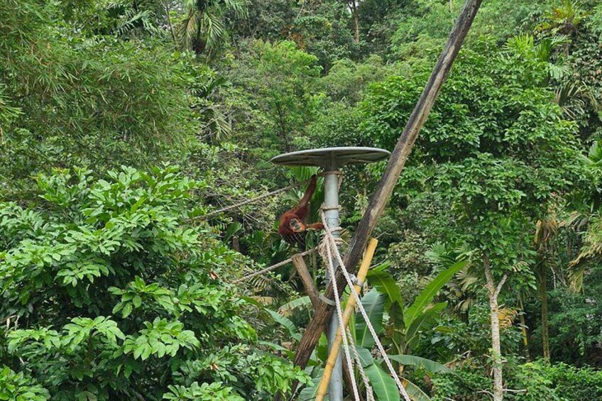 Orangutan Haven Day Tour 4