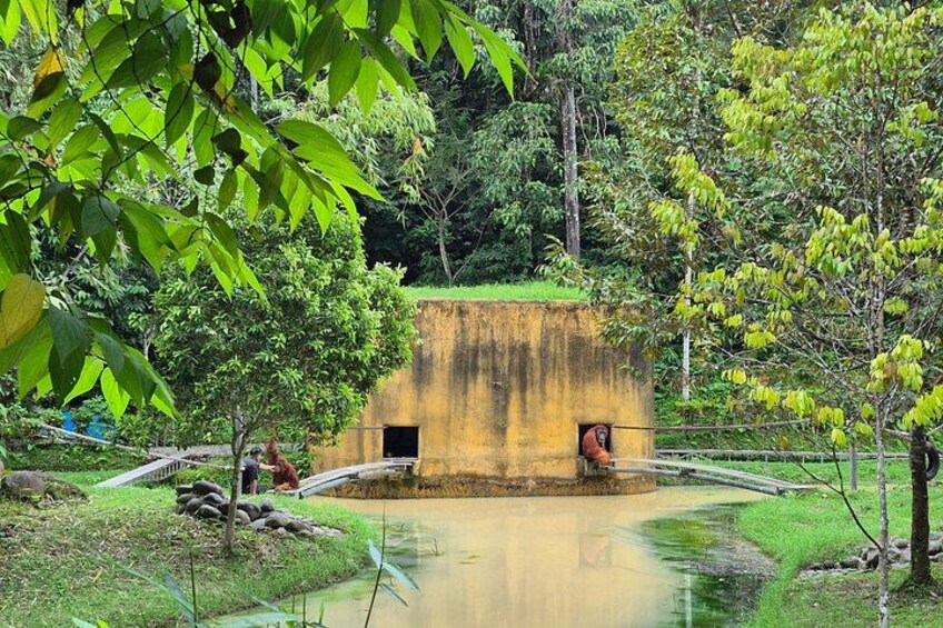 Orangutan Haven Day Tour 5