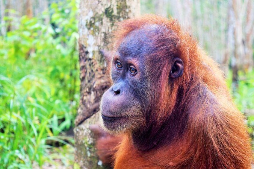 Orangutan Haven Day Tour 3