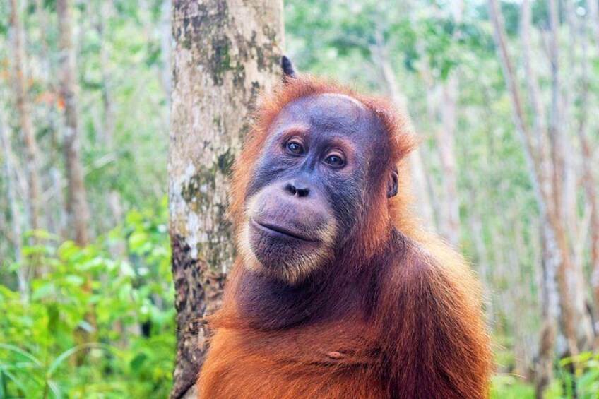 Orangutan Haven Day Tour 1