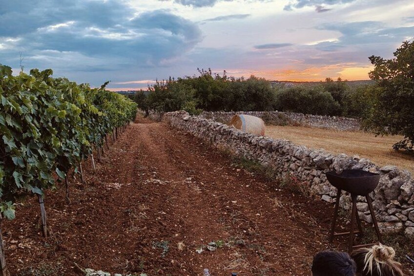 A vineyard path with grapevines, a stone wall, and a barrel. 2