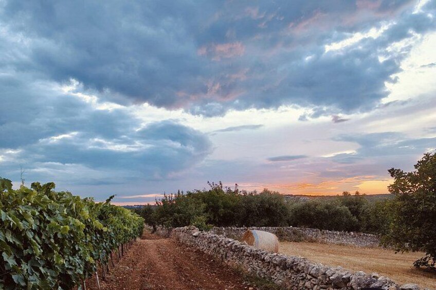 A vineyard with rows of grapevines, a stone wall, and a dirt path. 4