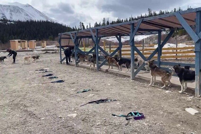 Skagway Yukon Dog Musher Camp and Summer Sled Dog Ride 2