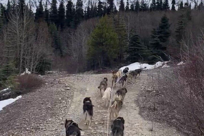 A group of dogs walking on a dirt path surrounded by trees and snow. 1