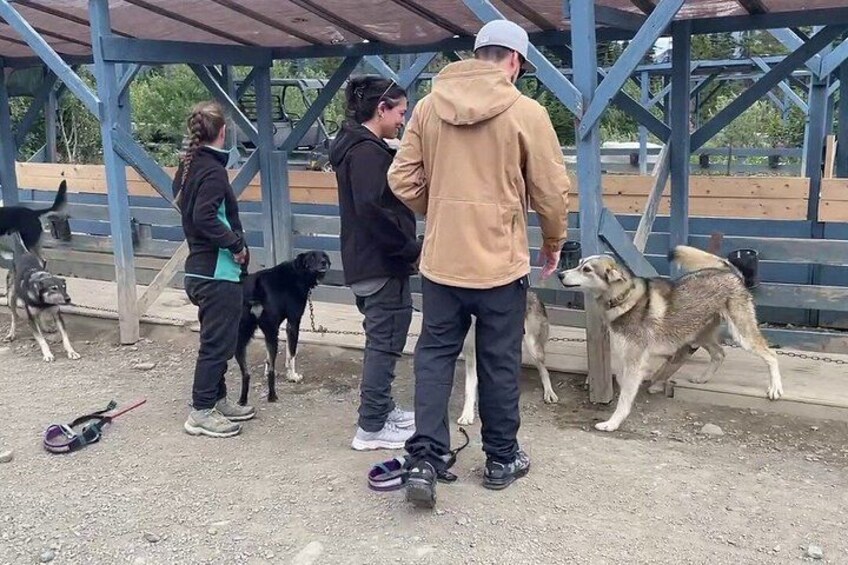 Skagway Yukon Dog Musher Camp and Summer Sled Dog Ride 4