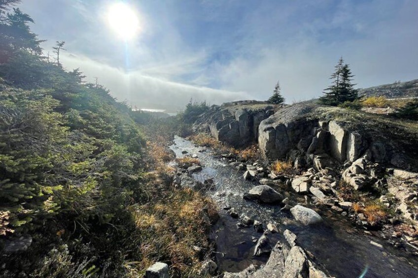 A rocky stream with surrounding vegetation and a clear sky. 5
