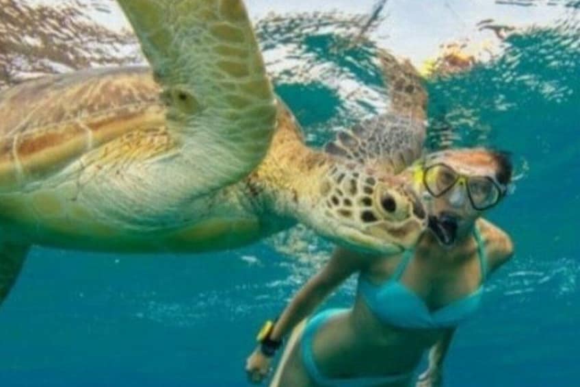 Guided Snorkel With Sea Turtles Green Island + Rum Punch + Snack 1