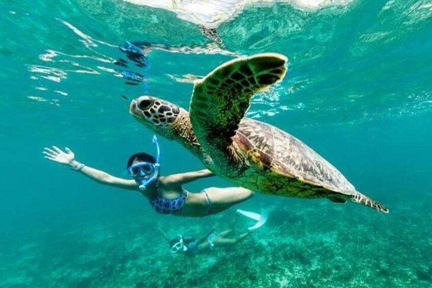 Guided Snorkel With Sea Turtles Green Island + Rum Punch + Snack 5
