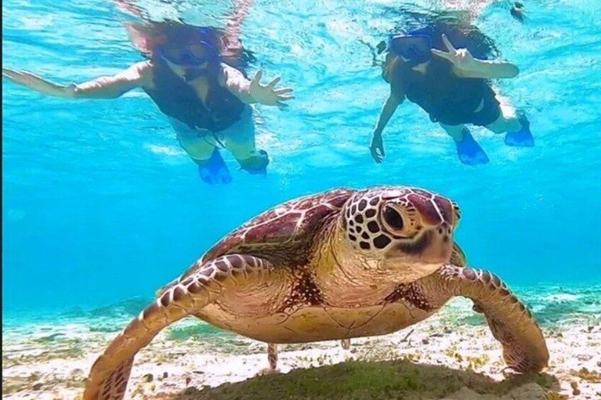 Guided Snorkel With Sea Turtles Green Island + Rum Punch + Snack 4