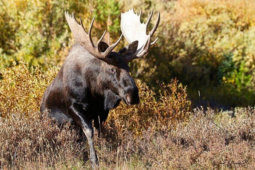Half-Day Rocky Mountain National Park "Mountains to Sky Tour" - RMNPhotographer 4