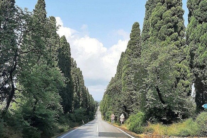 Una carretera bordeada por árboles altos y tupidos bajo un cielo despejado. 1