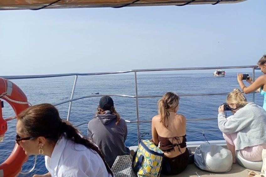 Dolphin Watching in Catamaran from Benalmadena 2