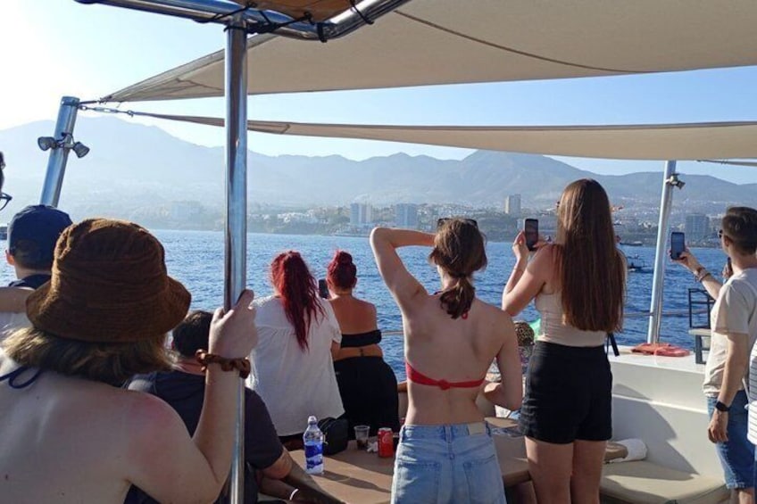 Dolphin Watching in Catamaran from Benalmadena 3