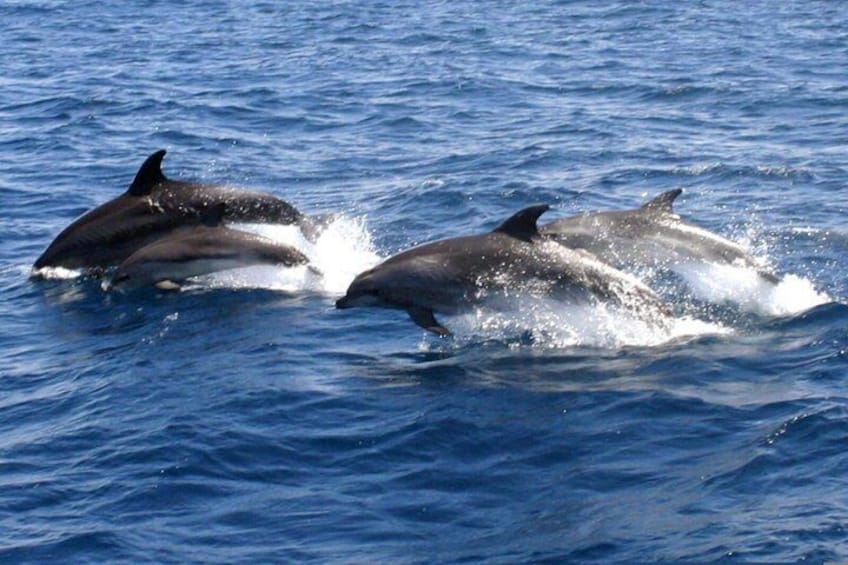 Two dolphins jumping out of the water. 5