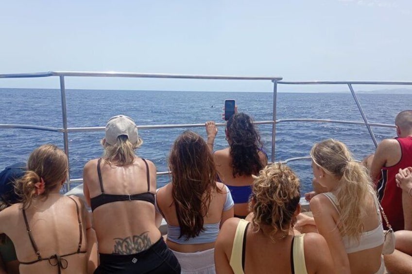 Dolphin Watching in Catamaran from Benalmadena 5